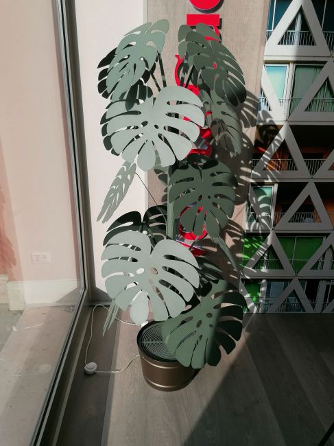 Große grüne Salbei-Monstera-Pflanze Image